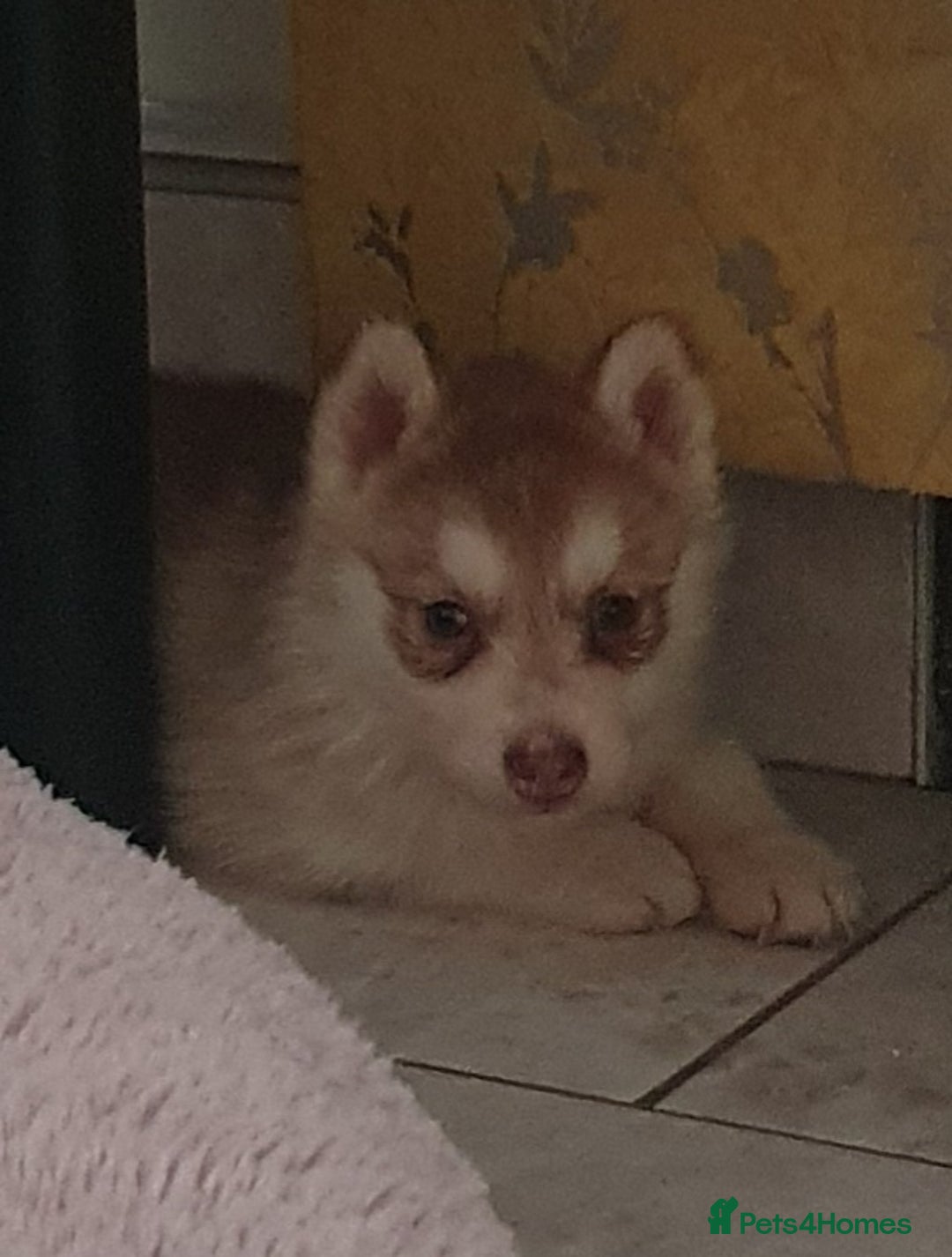 Siberian Husky dogs for sale: KC litter 5* rating by buyers REDUCED  - Image 8