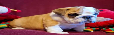 English Bulldog Puppy 4