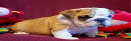 English Bulldog dogs for sale: 😍 Beautiful English Bulldog puppies 🥰 - Advert 5