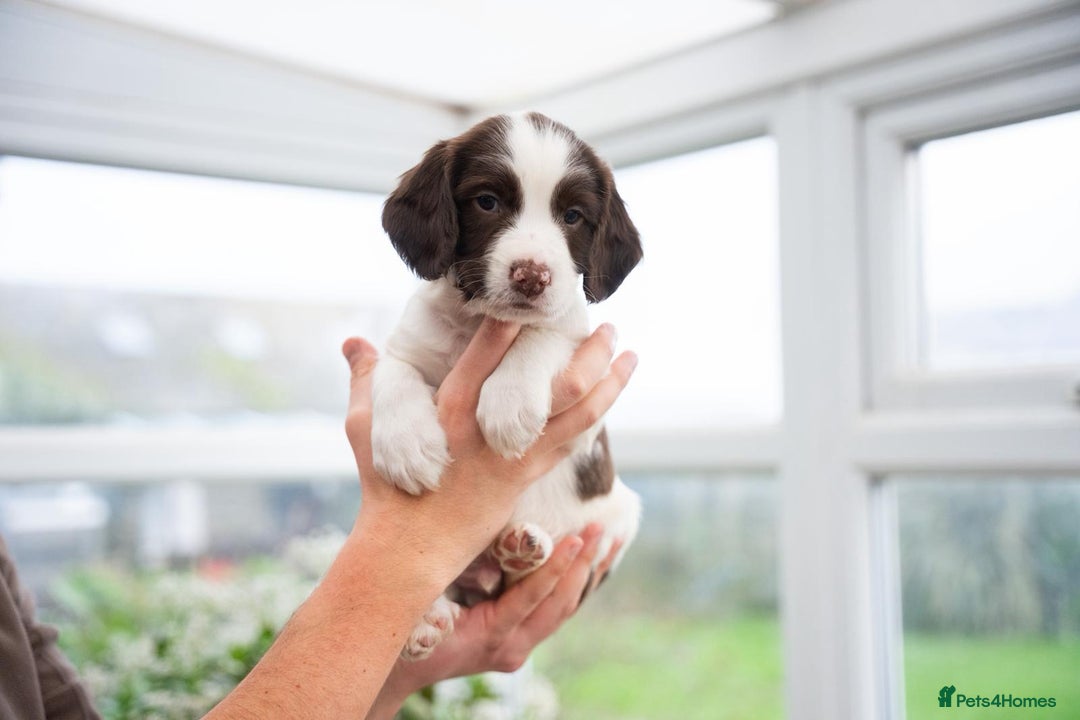 English Springer Spaniel dogs for sale: English Springer Spaniel  - Advert 4