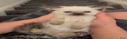 Ragdoll cats for sale: Beautiful ragdoll babies 💖💖💖 - Advert 16
