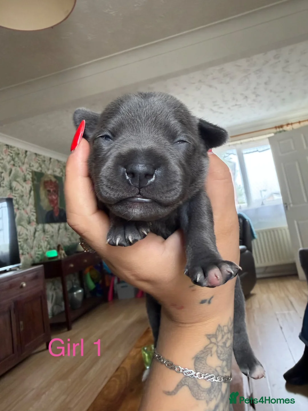 Staffordshire Bull Terrier dogs for sale: Beautiful KC Staffordshire Bull Terrier Puppies ❤️ - Advert 21