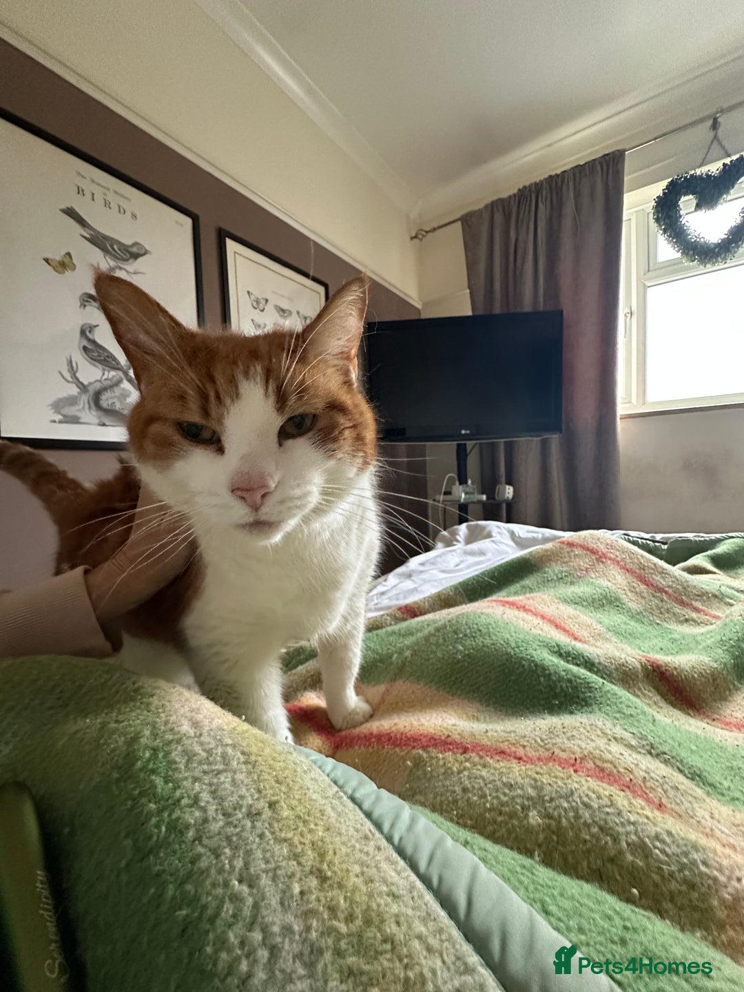 Domestic Shorthair cats for sale: Momie the Foodie - Advert 7