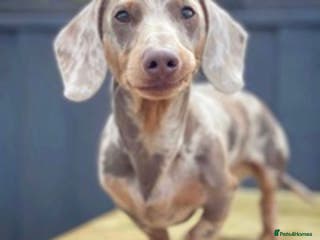 Miniature Dachshund dogs ISABELLA AND TAN DAPPLE DACHSHUND in Sunderland - Advert 18
