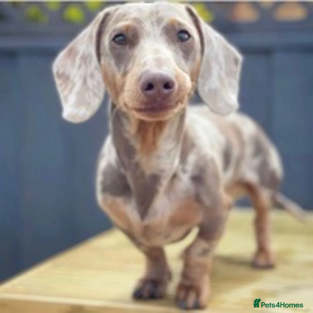 Miniature Dachshund dogs for stud: ISABELLA AND TAN DAPPLE DACHSHUND  in Sunderland - Advert 1