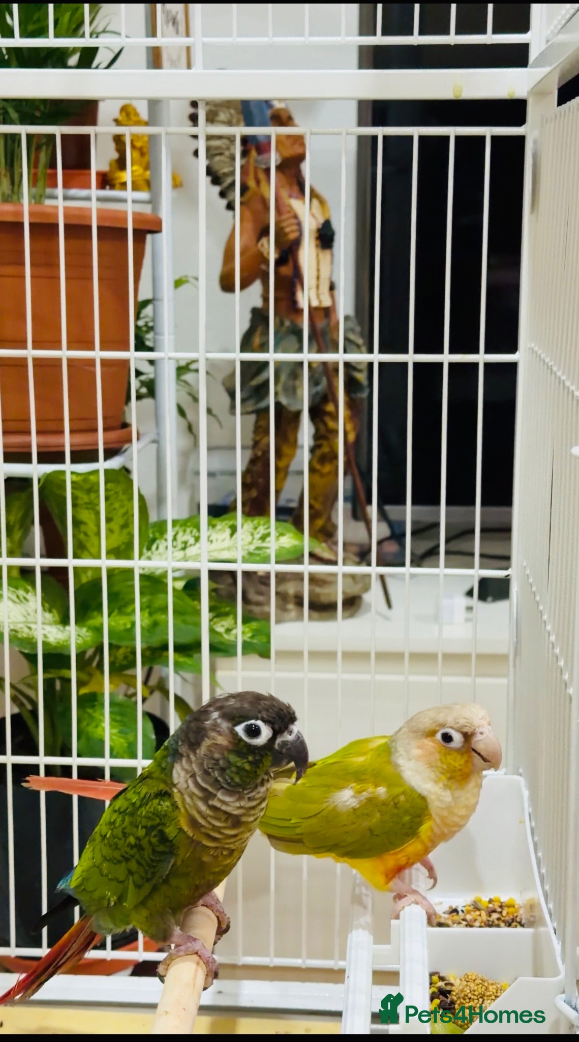 Conures birds Want to rehome my Green cheek & pineapple conures - Advert 2