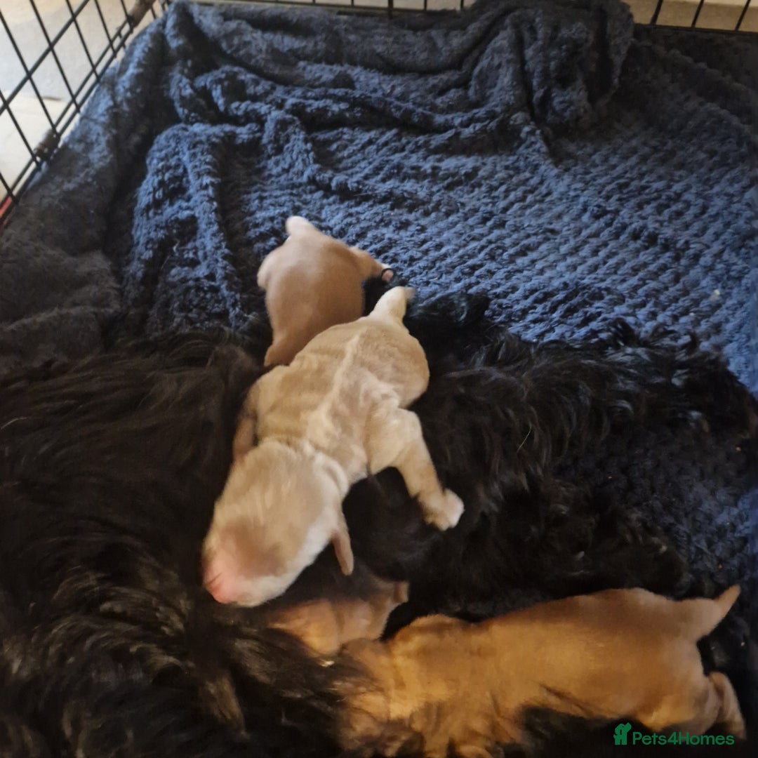 Cockapoo dogs for sale: 6 beautiful F2 cockapoos for sale!    - Advert 2