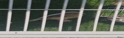 Canaries birds for sale: Canaries  - Advert 4