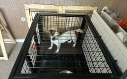Jack Russell dogs for sale: rusyi - Image 1
