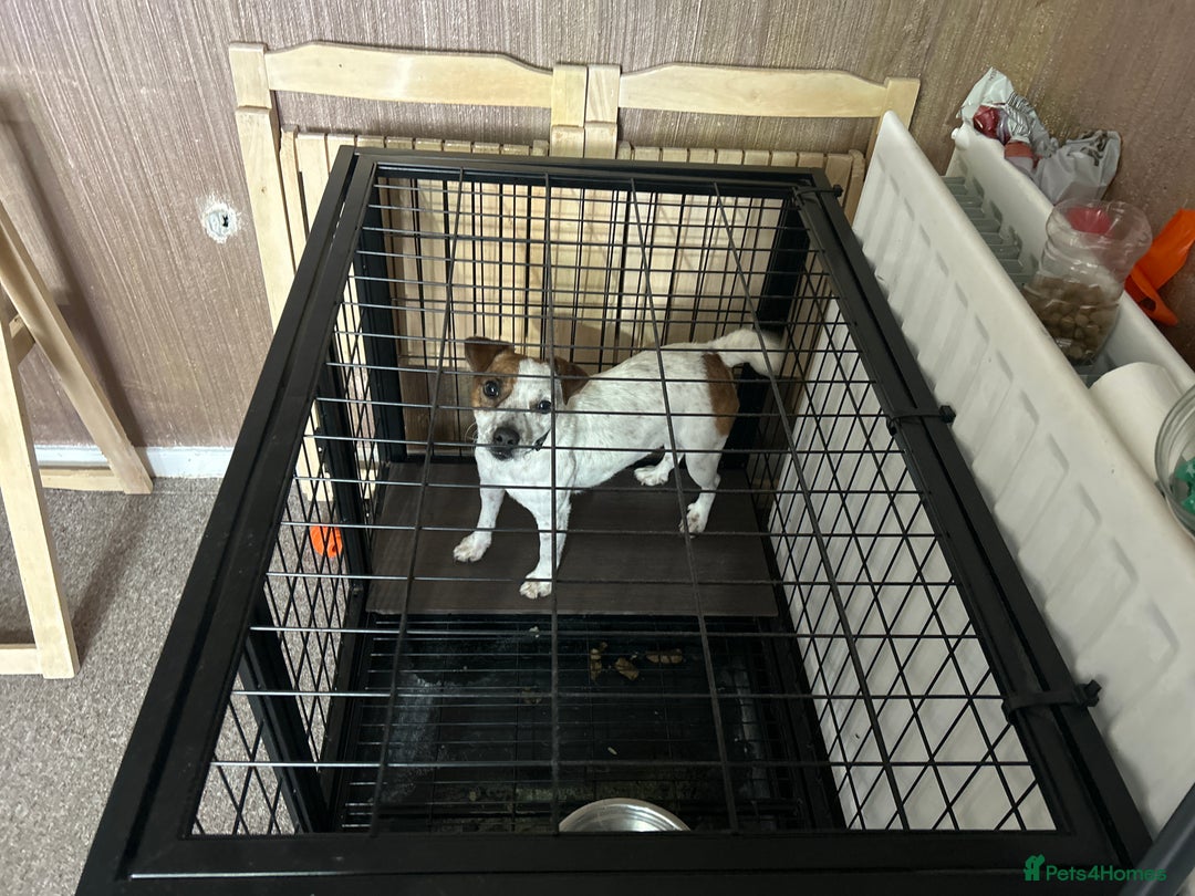 Jack Russell dogs for sale: rusyi - Image 1