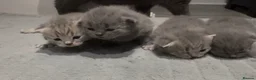 British Shorthair cats for sale: 4 Blue Stripe Spotted British shorthair kittens - Advert 2