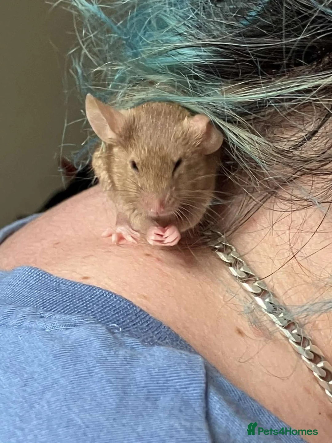 Mouse rodents for sale: 8 female mice - Advert 7