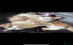 Ragdoll cats for sale: Adorable Ragdoll Kittens Ready Now - Image 11