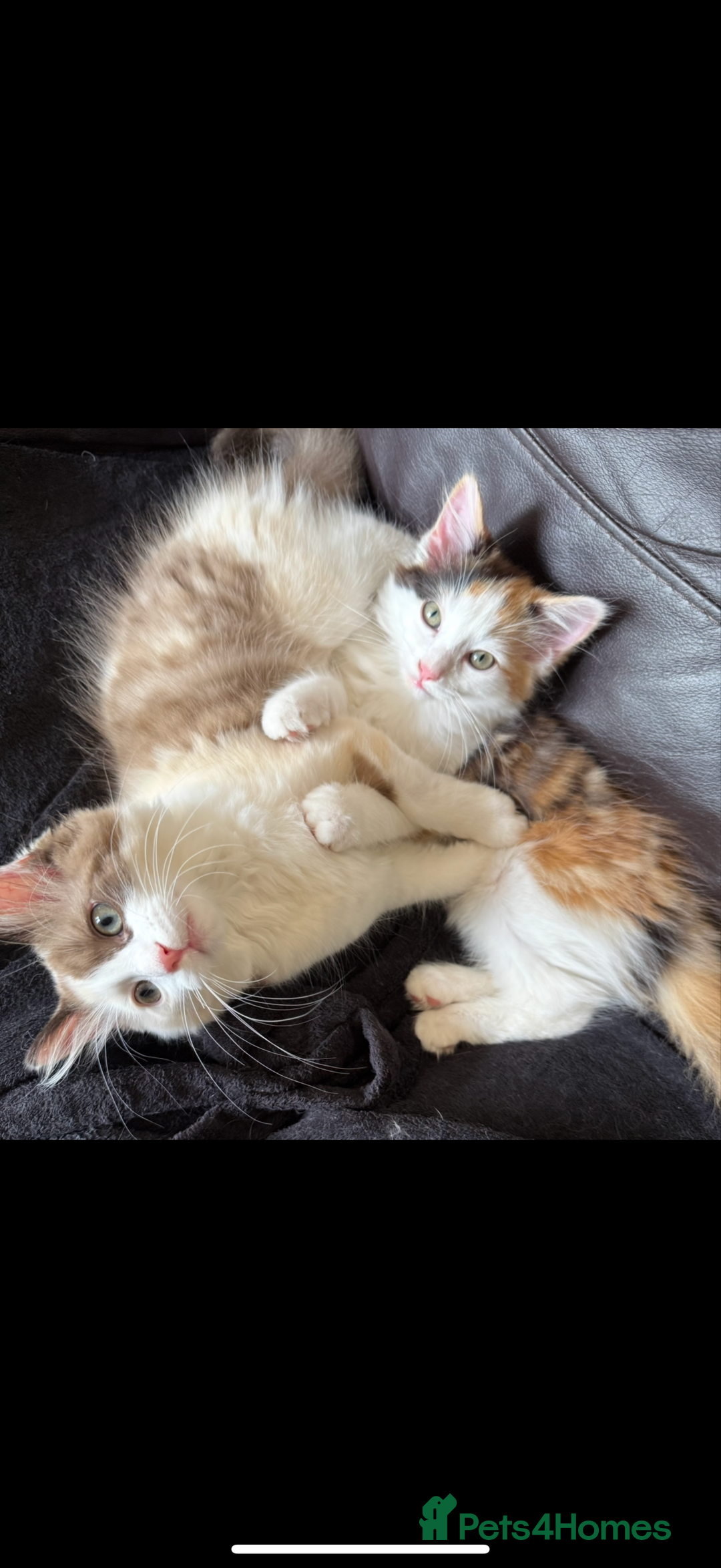 Ragdoll cats for sale: Adorable Ragdoll Kittens Ready Now - Image 11