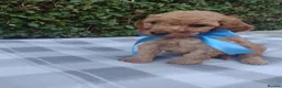 Cockapoo dogs for sale: Beautiful cockapoo puppies  - Advert 13