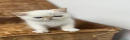 Exotic cats for sale: 2 STUNNING EXOTIC MALE KITTENS  - Advert 3