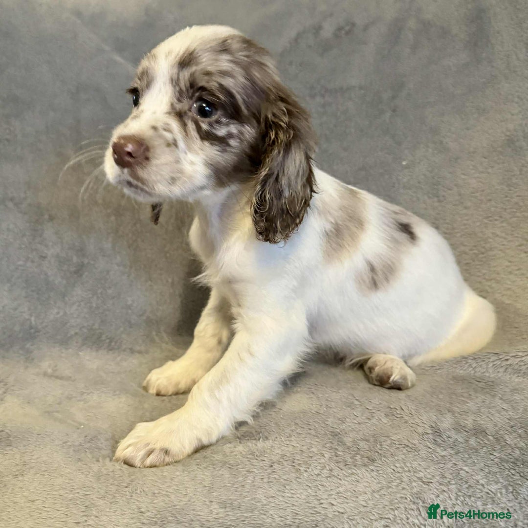 Sprocker dogs for sale: **LAST PUP** Beautiful Sprocker pups - Advert 1