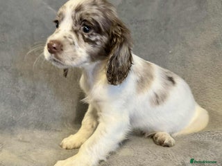 Sprocker dogs **LAST PUP** Beautiful Sprocker pups - Advert 7