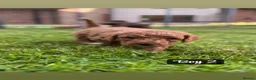 Miniature Poodle dogs for sale: KC Registered Deep Red Miniature Poodle Puppies in Ashbourne - Advert 11