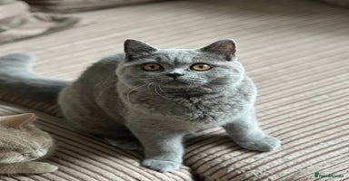 British Shorthair cats - Advert 15