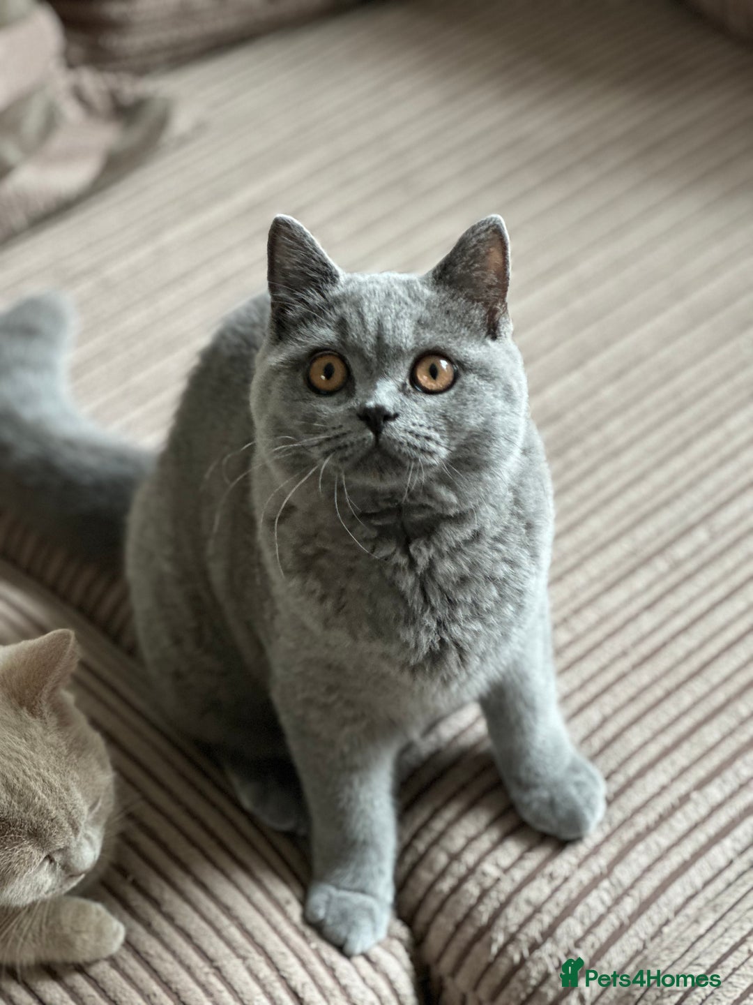 British Shorthair cats for sale: Excellent Champion line  - Image 3