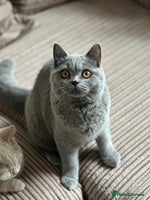 British Shorthair cats - Advert 2