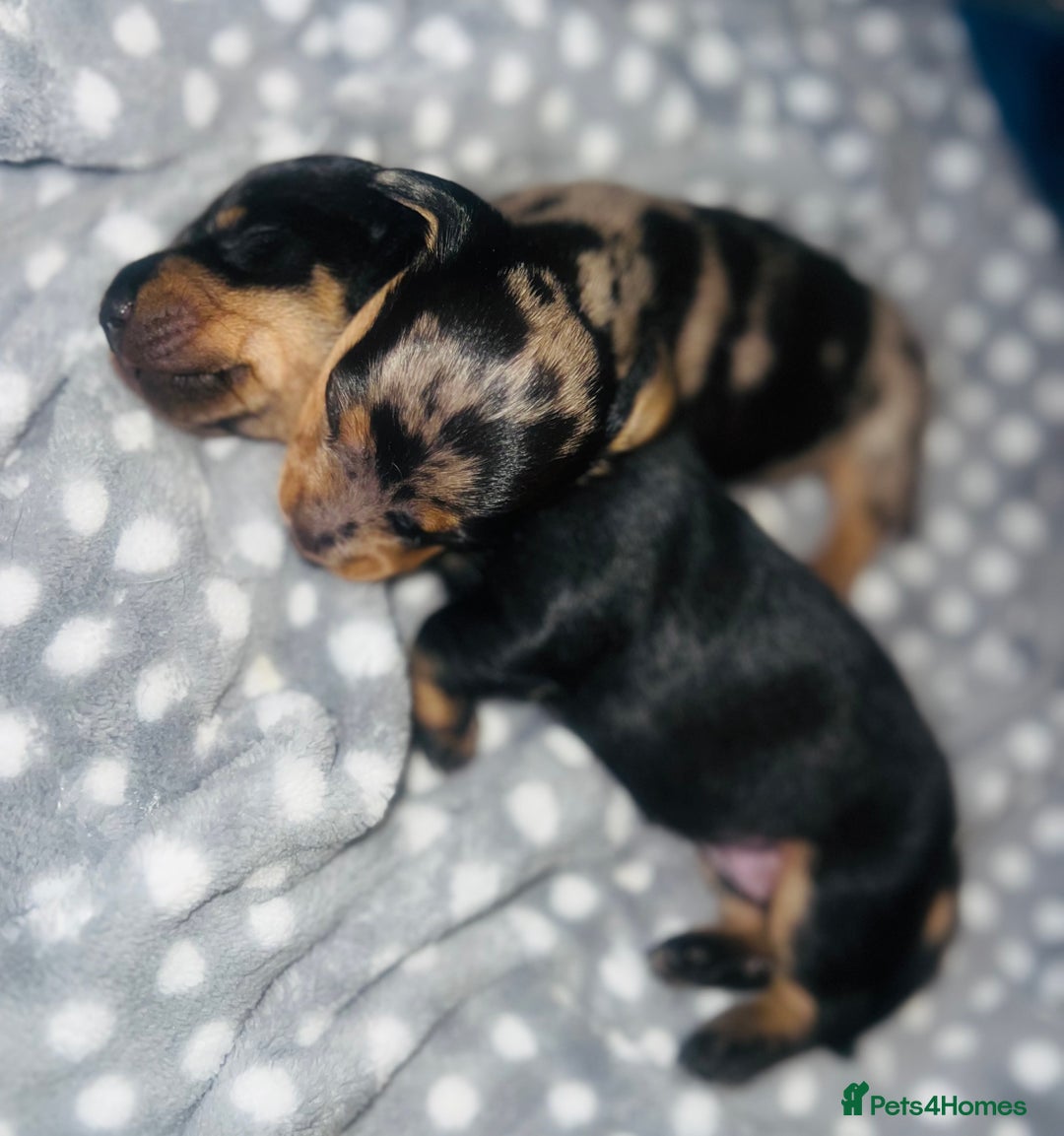 Miniature Dachshund dogs for sale: REDUCED One female stunning miniature dachshund - Advert 5