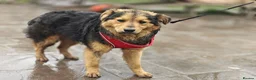 Mixed Breed dogs for adoption: 💙🐶 MIKEY – HE COMES… AND WAITS TO BE NOTICED in Burton-on-Trent - Advert 9