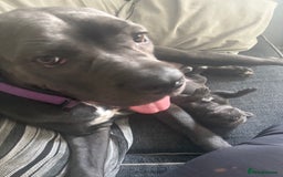 Cane Corso dogs for sale: Beautiful Cane Corso puppies for sale  - Image 20