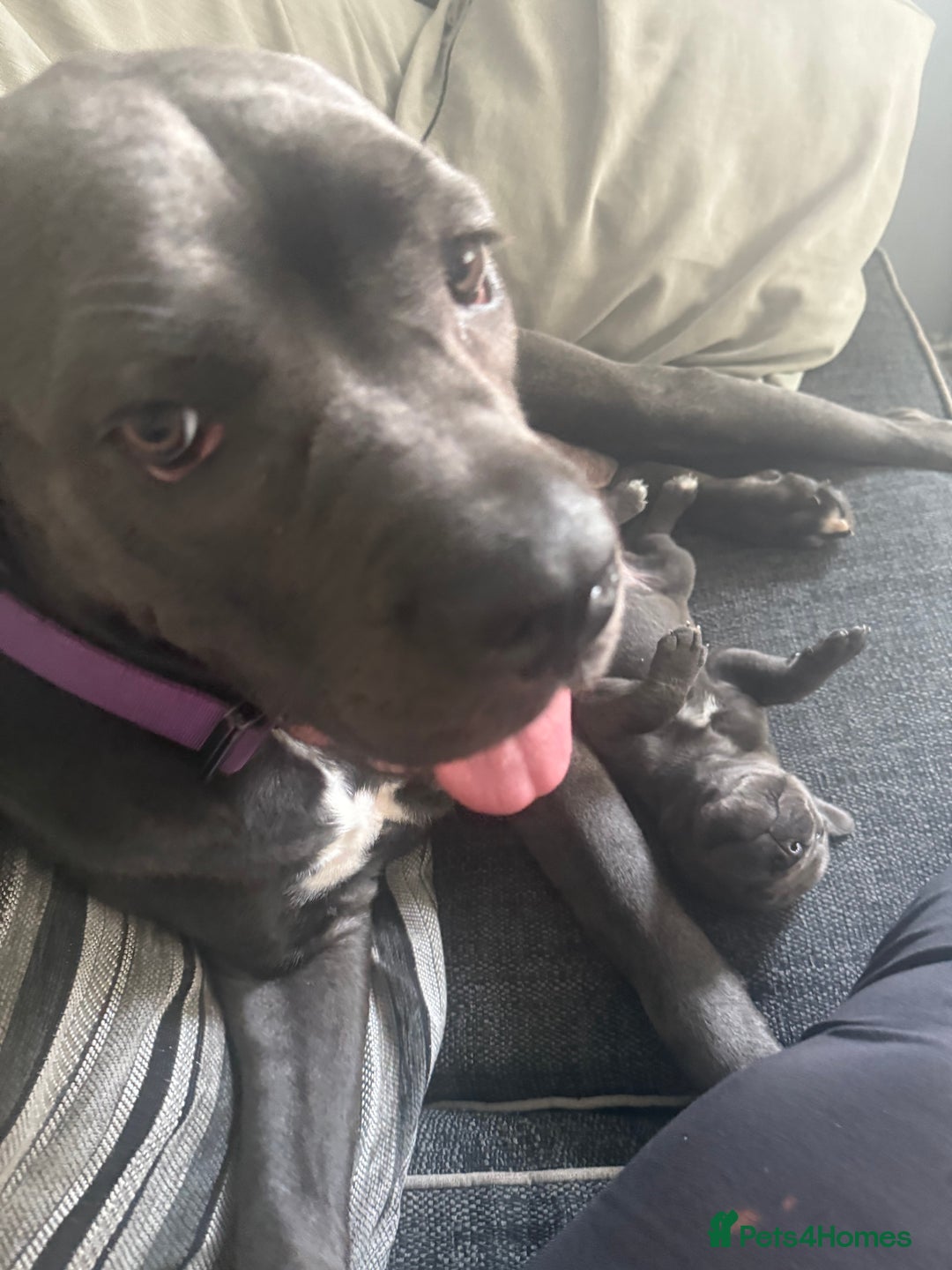 Cane Corso dogs for sale: Beautiful Cane Corso puppies for sale  - Image 20
