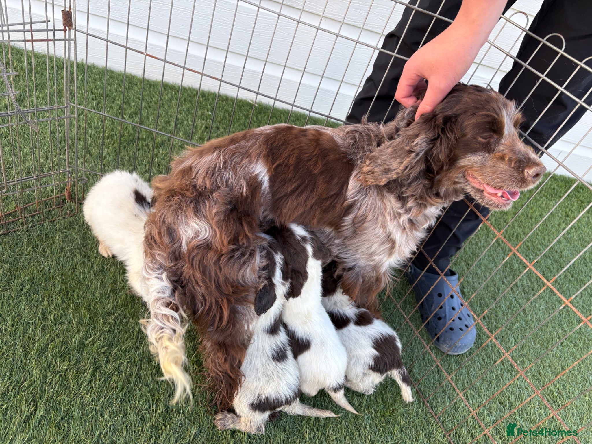 Cocker Spaniel dogs Cocker spaniel puppies 4boys 2girls  - Advert 1