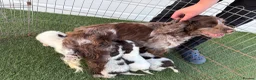 Cocker Spaniel dogs for sale: Cocker spaniel puppies 4boys 2girls  - Advert 1