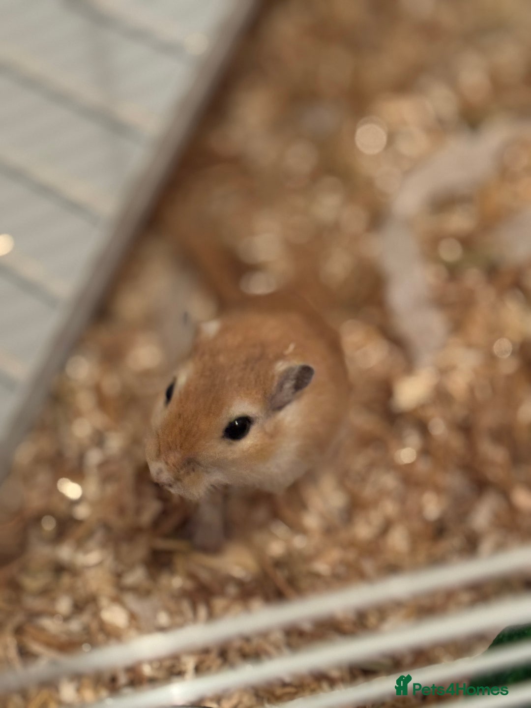 Gerbil rodents for sale: 2 Gerbils both male/brothers - Advert 2
