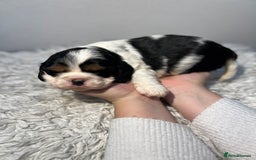Cavalier King Charles Spaniel dogs for sale: Cavalier puppies  - Advert 12