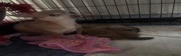 Pomchi dogs for sale: Two beautiful pomchis - Advert 4