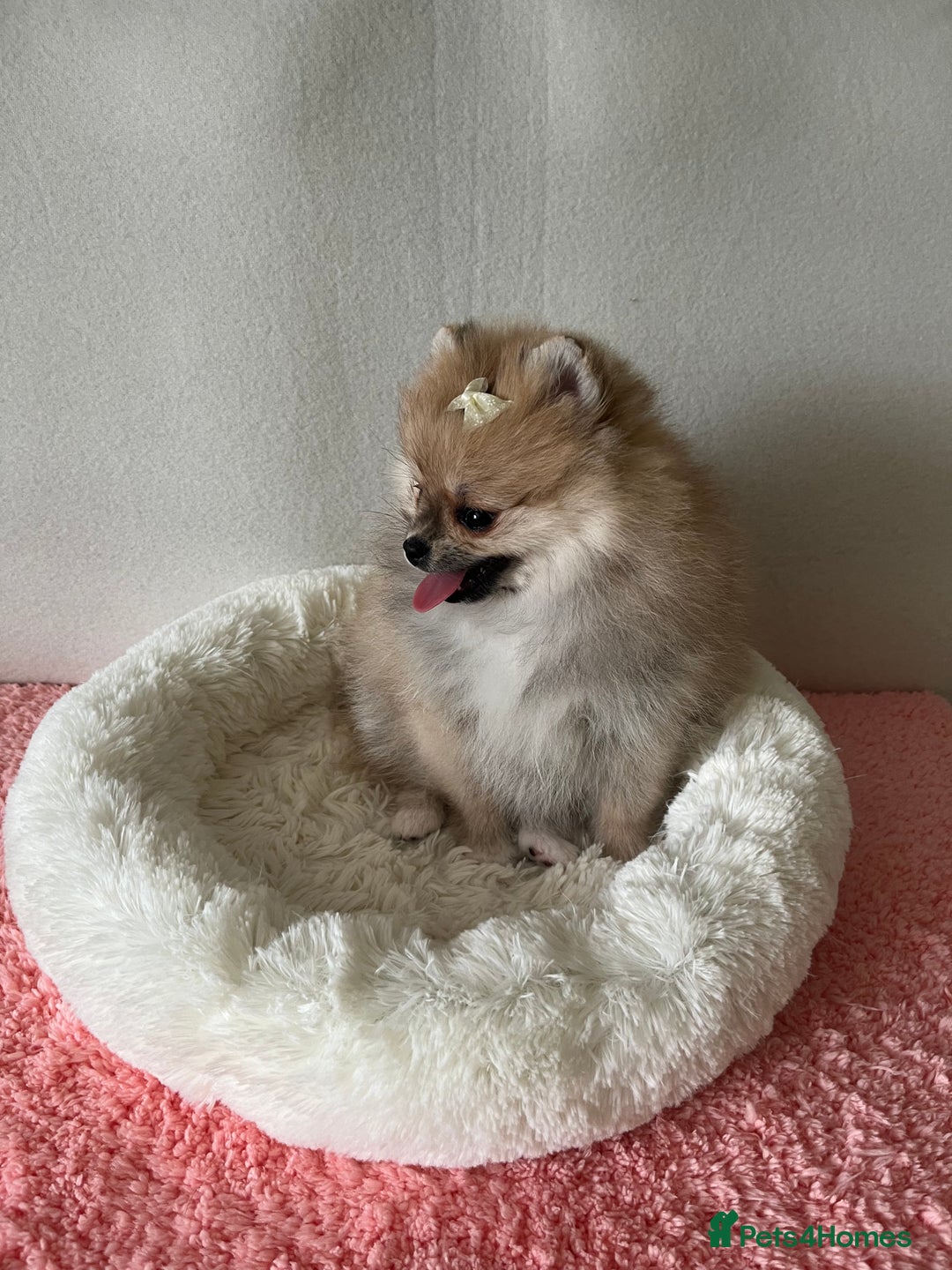 Pomeranian dogs for sale: Small size Pom girl for sale  - Image 8