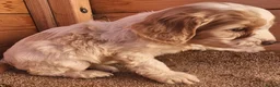 Cockapoo dogs for sale: Cockerapoo puppies F1  - Advert 26