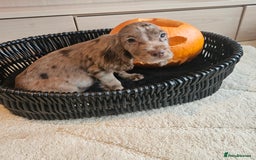 Cocker Spaniel dogs for sale: Working type cocker spaniels. Merle and Roan - Image 5