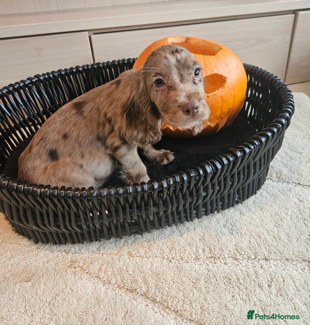 Cocker Spaniel dogs for sale: Working type cocker spaniels. Merle and Roan - Image 5