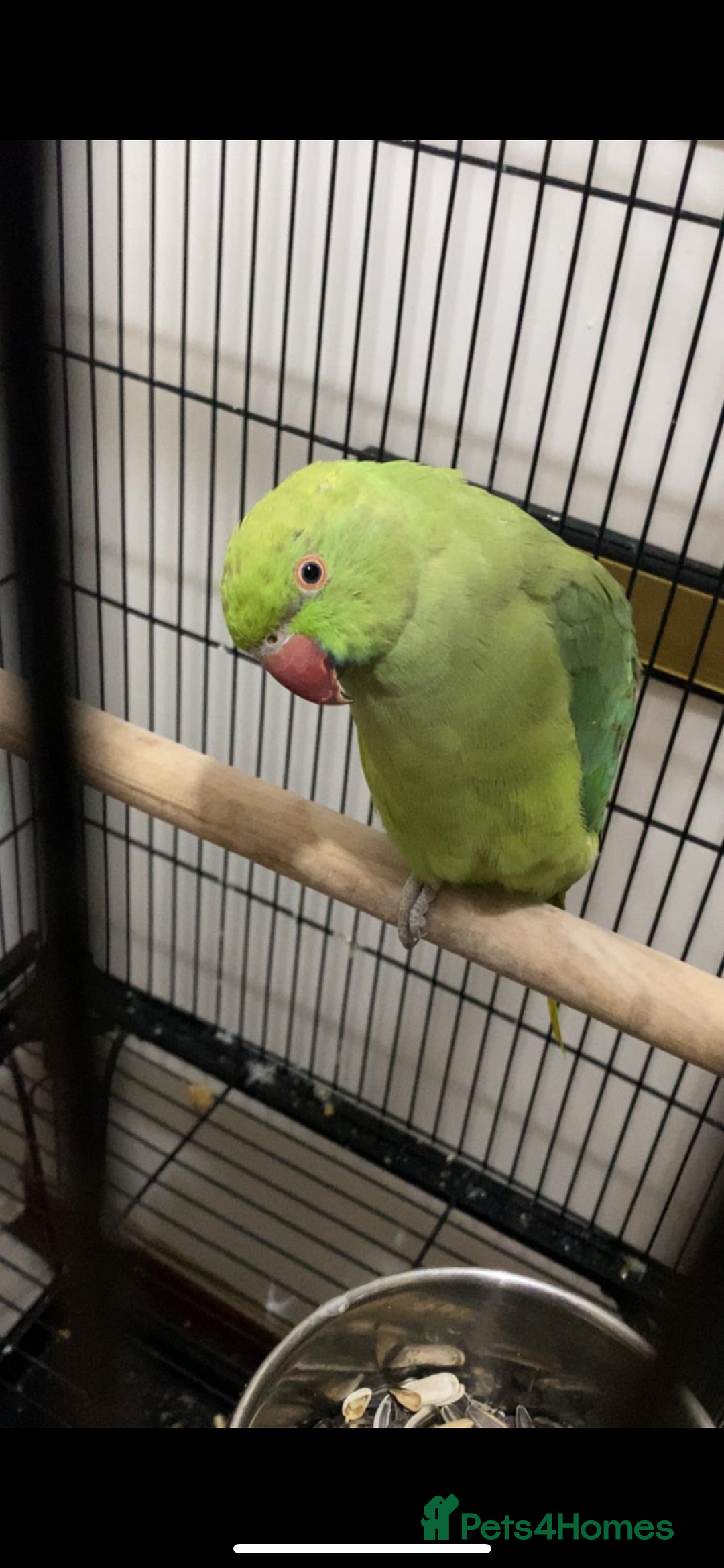 Ringnecks birds for sale:  Ringneck young  - Advert 3