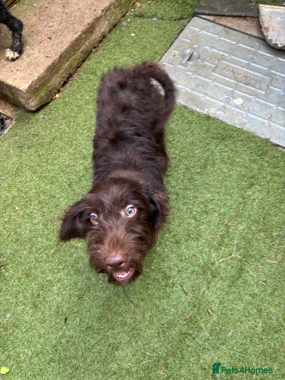 Labradoodle dogs for sale: Labradoodle puppies - Image 11