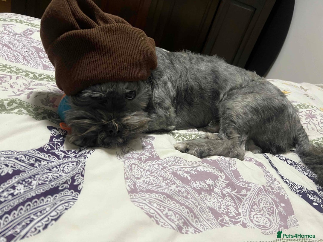 Lhasa Apso dogs for sale: Father & Son Llaso Apso - Advert 2