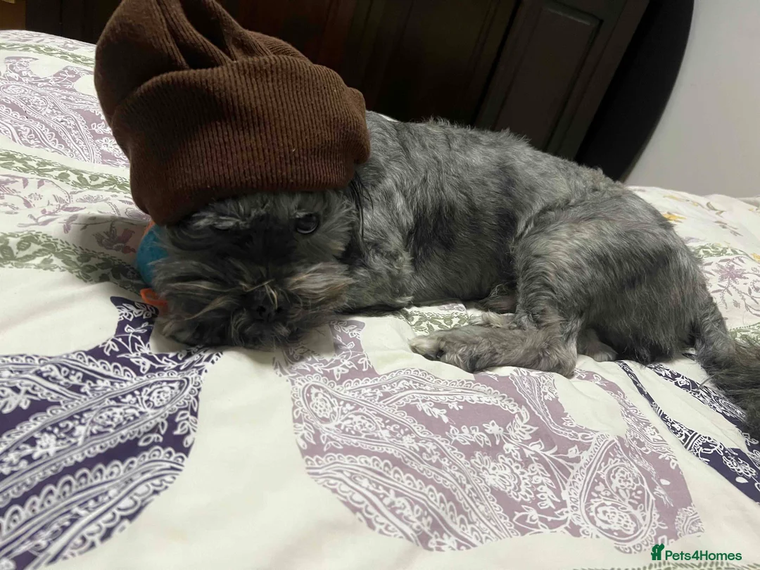 Lhasa Apso dogs for sale: Father & Son Llaso Apso - Advert 2