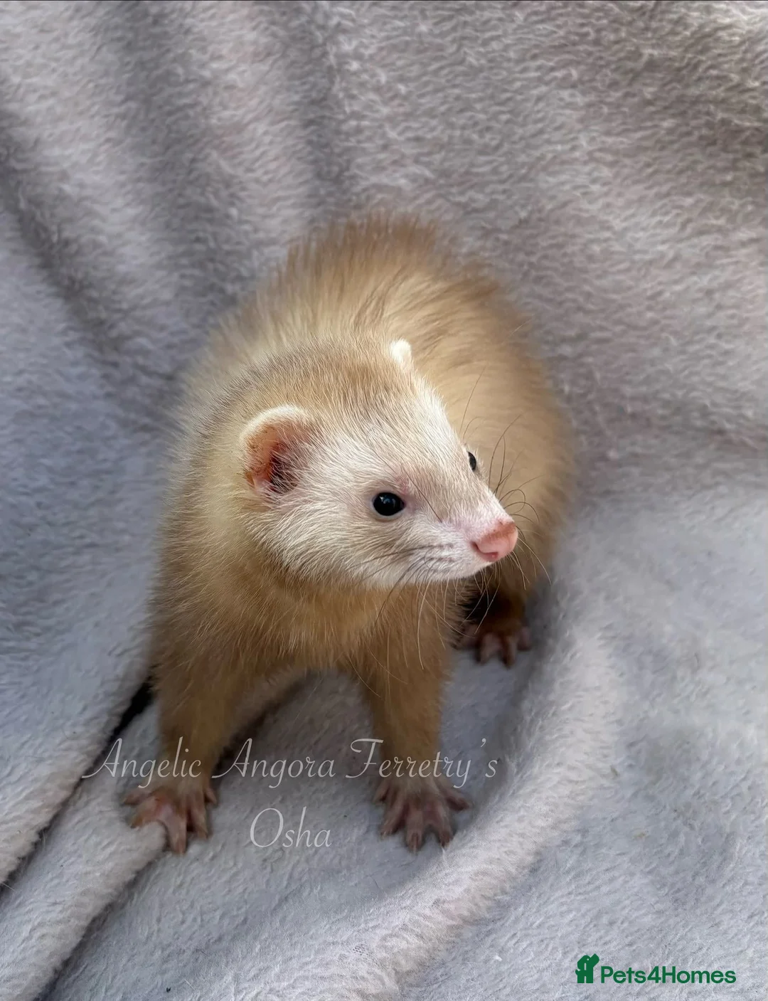 Ferret rodents for sale: ANGELICFERRETS. ONLY 4 JILLS LEFT. READY NOW - Advert 2