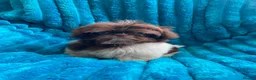 Shih Tzu dogs for sale: Last two READY NOW!!   - Advert 5