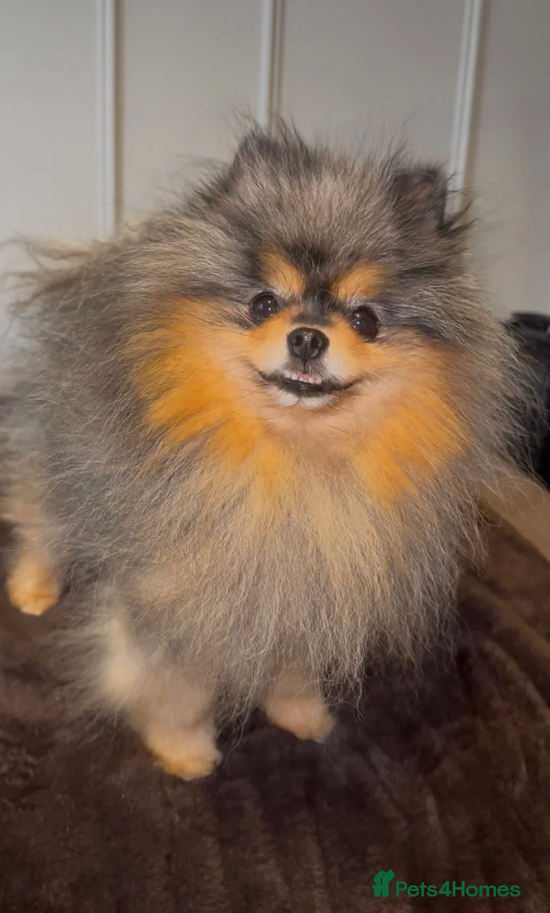 Pomeranian dogs for stud: ** MIKA - Healthy & Proven **  - Advert 3