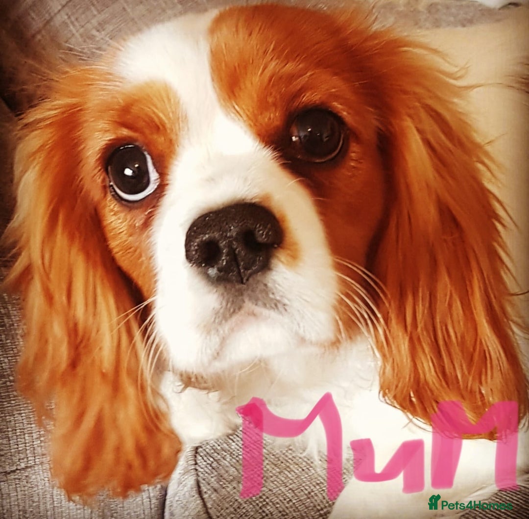 Cavalier King Charles Spaniel dogs for sale: Beautiful ckc puppies - Image 6