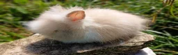 Lionhead rabbits for sale: Stunning DM lionhead baby rabbits - Advert 10