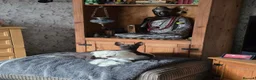 Chinese Crested dogs for sale: female chinese crested powder puff - Advert 3