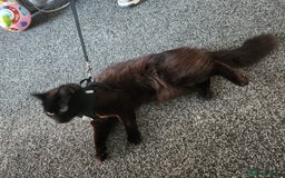 Mixed Breed cats for sale: Beautiful baby boy available  - Image 5